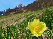 60 Pulsatilla alpina sulphurea (Anemone alpino) con formica ospite